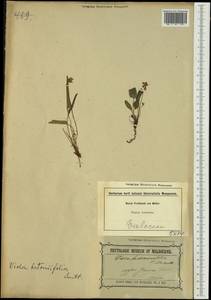 Viola betonicifolia Sm., Australia & Oceania (AUSTR) (Australia)