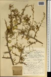 Zygophyllum xanthoxylum (Bunge) Maxim., Mongolia (MONG) (Mongolia)