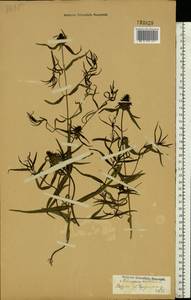 Melampyrum cristatum L., Eastern Europe, Middle Volga region (E8) (Russia)