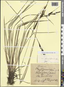 Carex acutiformis Ehrh., Caucasus, Armenia (K5) (Armenia)