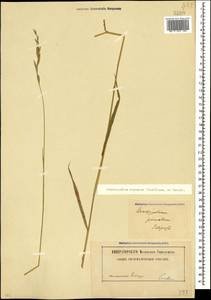 Brachypodium pinnatum (L.) P.Beauv., Caucasus, Stavropol Krai, Karachay-Cherkessia & Kabardino-Balkaria (K1b) (Russia)