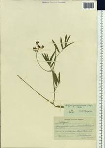 Lathyrus quinquenervius (Miq.) Litv., Siberia, Russian Far East (S6) (Russia)