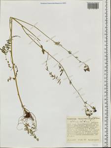 Polemonium caeruleum subsp. kiushianum (Kitam.) Hara, Siberia, Russian Far East (S6) (Russia)