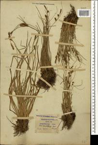 Carex extensa Gooden., Caucasus, Krasnodar Krai & Adygea (K1a) (Russia)
