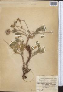 Astragalus rhacodes Bunge, Middle Asia, Pamir & Pamiro-Alai (M2) (Kyrgyzstan)