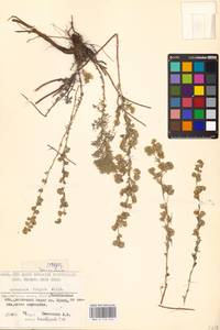 Artemisia frigida Willd., Eastern Europe, Eastern region (E10) (Russia)