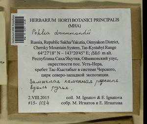 Pohlia drummondii (Müll. Hal.) A.L. Andrews, Bryophytes, Bryophytes - Yakutia (B19) (Russia)