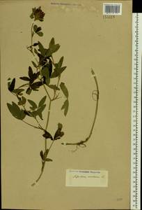 Trifolium medium L., Eastern Europe (no precise locality) (E0) (Not classified)