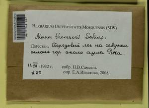 Mnium thomsonii Schimp., Bryophytes, Bryophytes - North Caucasus & Ciscaucasia (B12) (Russia)