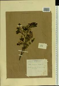 Ribes aureum Pursh, Eastern Europe, Middle Volga region (E8) (Russia)