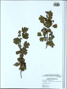 Crataegus monogyna Jacq., Eastern Europe, Central region (E4) (Russia)