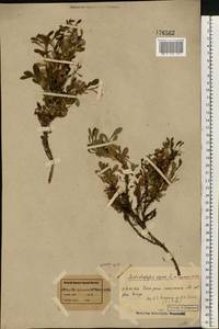 Arctostaphylos alpinus (L.) Spreng., Eastern Europe, Northern region (E1) (Russia)