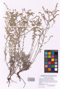 Artemisia nitrosa Weber ex Stechm., Eastern Europe, Middle Volga region (E8) (Russia)