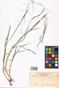 Glyceria notata Chevall., Eastern Europe, Moscow region (E4a) (Russia)