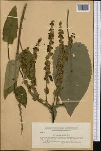 Verbascum nigrum subsp. abietinum (Borbás) I. K. Ferguson, Western Europe (EUR) (Bulgaria)