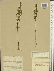 Euphrasia × vernalis List, Eastern Europe, Middle Volga region (E8) (Russia)