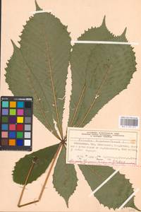 Aesculus hippocastanum L., Eastern Europe, Moscow region (E4a) (Russia)