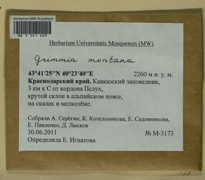 Grimmia montana Bruch & Schimp., Bryophytes, Bryophytes - North Caucasus & Ciscaucasia (B12) (Russia)
