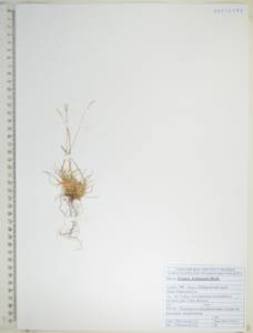 Festuca kolymensis Drobow, Siberia, Russian Far East (S6) (Russia)