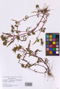 Bidens radiata Thuill., Eastern Europe, Moscow region (E4a) (Russia)