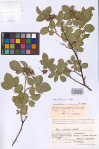 Rosa balsamica Besser, Eastern Europe, Lower Volga region (E9) (Russia)