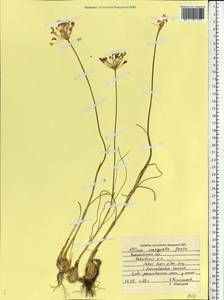 Allium inaequale Janka, Eastern Europe, Central forest-and-steppe region (E6) (Russia)