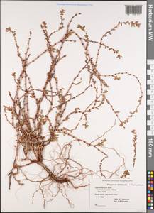 Polygonum maritimum × aviculare, Caucasus, Black Sea Shore (from Novorossiysk to Adler) (K3) (Russia)