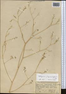 Galagania fragrantissima Lipsky, Middle Asia, Western Tian Shan & Karatau (M3) (Uzbekistan)