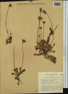 Crepis rubra L., Western Europe (EUR) (Italy)