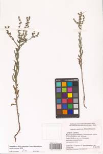 Lappula squarrosa (Retz.) Dumort., Eastern Europe, Lower Volga region (E9) (Russia)