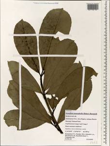 Astropanax monophyllus (Baker) Lowry, G. M. Plunkett, Gostel & Frodin, Africa (AFR) (Madagascar)