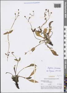 Claytonia joanneana Roem. & Schult., Siberia, Altai & Sayany Mountains (S2) (Russia)