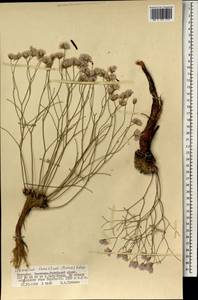 Limonium tenellum (Turcz.) Kuntze, Mongolia (MONG) (Mongolia)