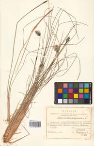 Eriophorum vaginatum L., Siberia, Russian Far East (S6) (Russia)