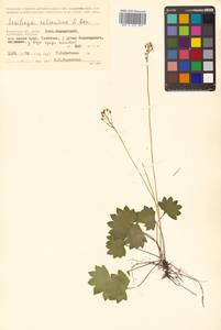 Micranthes nelsoniana subsp. aestivalis (Fisch. & C. A. Mey.) Elven & D. F. Murray, Siberia, Chukotka & Kamchatka (S7) (Russia)