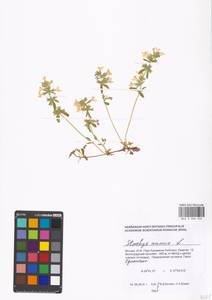 Stachys annua (L.) L., Eastern Europe, Moscow region (E4a) (Russia)