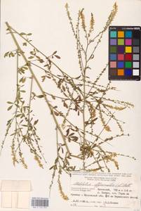 Melilotus officinalis (L.) Lam., Eastern Europe, Central region (E4) (Russia)