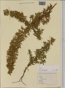 Ononis, Western Europe (EUR) (Spain)