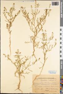 Lepidium ruderale L., Eastern Europe, North Ukrainian region (E11) (Ukraine)
