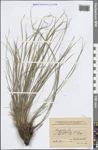 Carex, Eastern Europe, Western region (E3) (Russia)