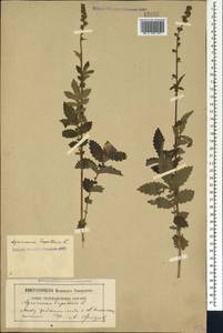 Agrimonia eupatoria L., Caucasus, North Ossetia, Ingushetia & Chechnya (K1c) (Russia)