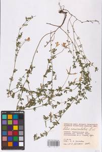 Lotus corniculatus L., Eastern Europe, South Ukrainian region (E12) (Ukraine)