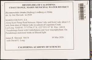 Dicranoweisia cirrata (Hedw.) Lindb. ex Milde, Bryophytes, Bryophytes - America (BAm) (United States)