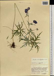 Aconitum macrorhynchum Turcz. ex Ledeb., Siberia, Russian Far East (S6) (Russia)