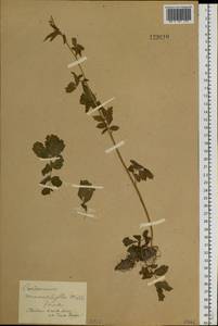 Cardamine macrophylla Willd., Siberia (no precise locality) (S0) (Russia)