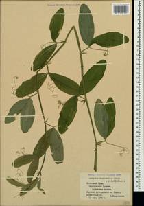 Lathyrus latifolius L., Crimea (KRYM) (Russia)