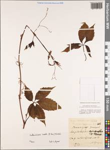 Parthenocissus inserta (A. Kern.) Fritsch, Eastern Europe, Central region (E4) (Russia)