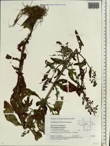 Scrophularia umbrosa Dumort., Eastern Europe, Central region (E4) (Russia)