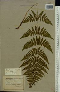Dryopteris carthusiana (Vill.) H.P.Fuchs, Eastern Europe, Northern region (E1) (Russia)