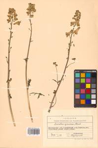 Aconitum ranunculoides subsp. ajanense (Steinb.) Vorosch., Siberia, Chukotka & Kamchatka (S7) (Russia)